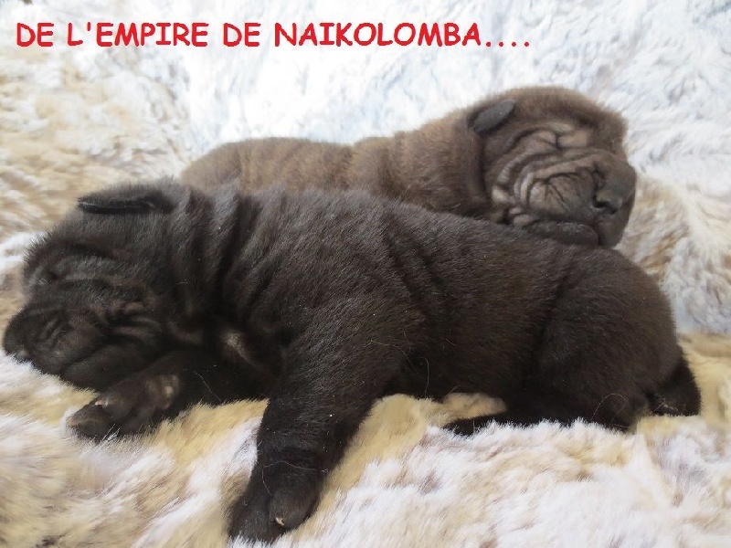 de l'Empire de Naikolomba - Shar Pei - Portée née le 02/05/2014