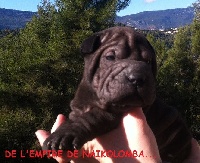 JANIS JOPLIN DE L'EMPIRE DE NAIKOLOMBA